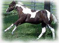 Cheyenne