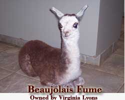 Alpaca Baby