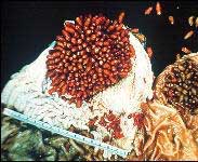 Bot Larvae