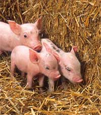 Piglets